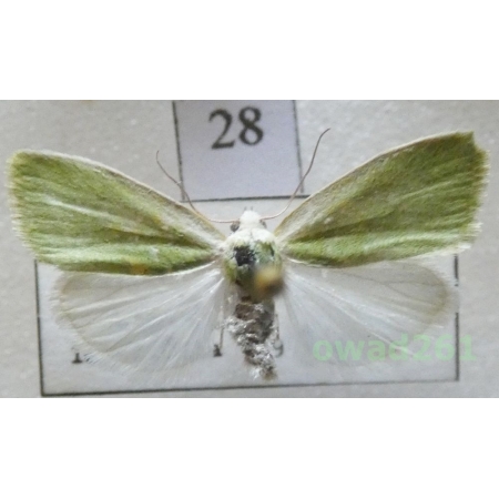 Earias clorana (Linnaeus, 1761) Slovakia28